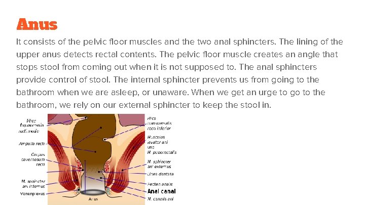 Anus It consists of the pelvic floor muscles and the two anal sphincters. The