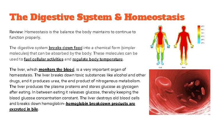 The Digestive System & Homeostasis Review: Homeostasis is the balance the body maintains to