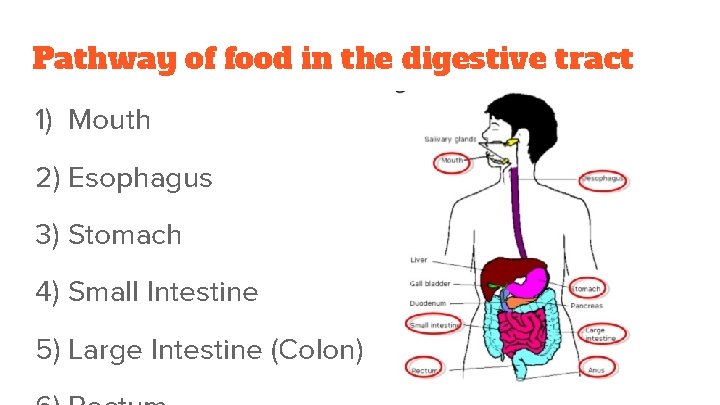 Pathway of food in the digestive tract 1) Mouth 2) Esophagus 3) Stomach 4)