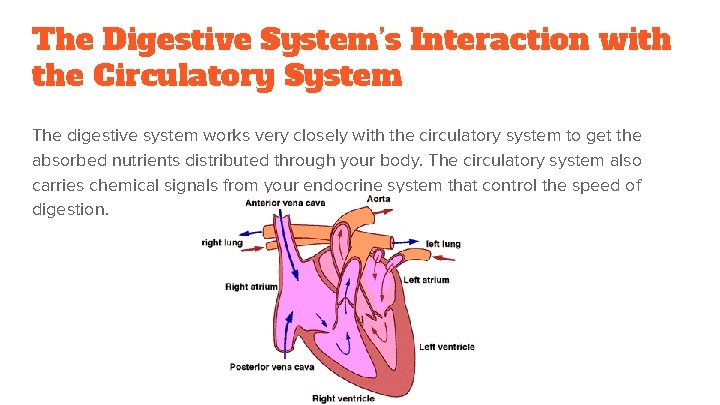 The Digestive System’s Interaction with the Circulatory System The digestive system works very closely