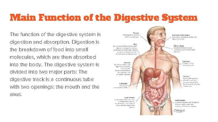 Main Function of the Digestive System The function of the digestive system is digestion