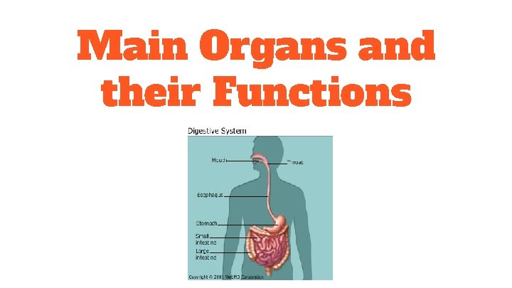 Main Organs and their Functions 