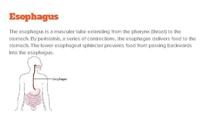 Esophagus The esophagus is a muscular tube extending from the pharynx (throat) to the