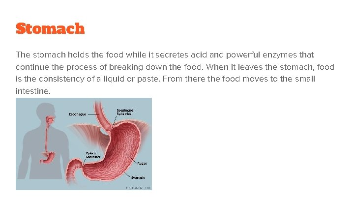 Stomach The stomach holds the food while it secretes acid and powerful enzymes that