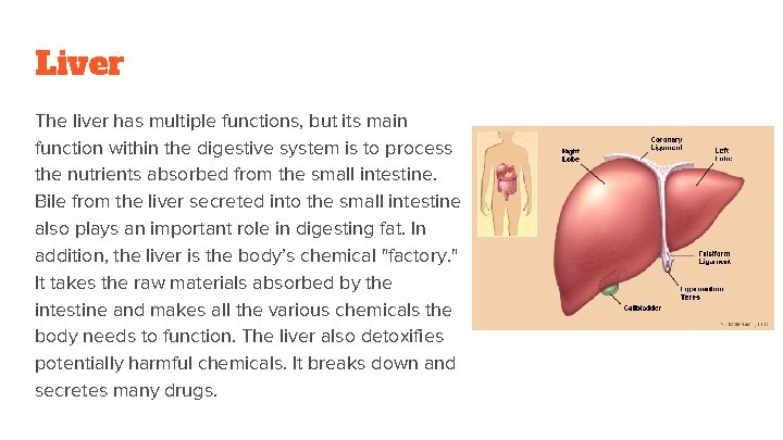 Liver The liver has multiple functions, but its main function within the digestive system