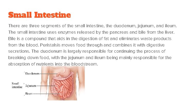 Small Intestine There are three segments of the small intestine, the duodenum, jejunum, and