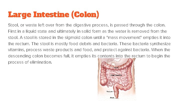 Large Intestine (Colon) Stool, or waste left over from the digestive process, is passed