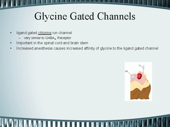 Glycine Gated Channels • ligand gated chlorine ion channel – very similar to GABAA