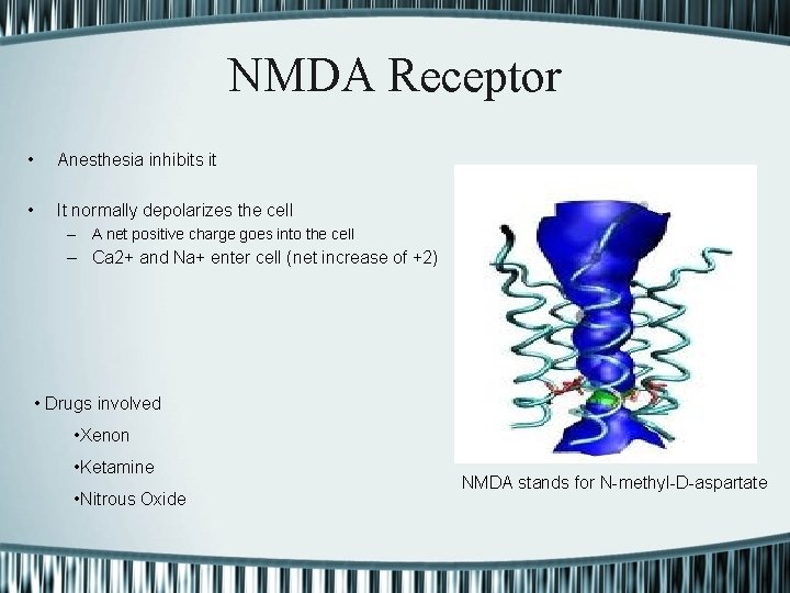 NMDA Receptor • Anesthesia inhibits it • It normally depolarizes the cell – A