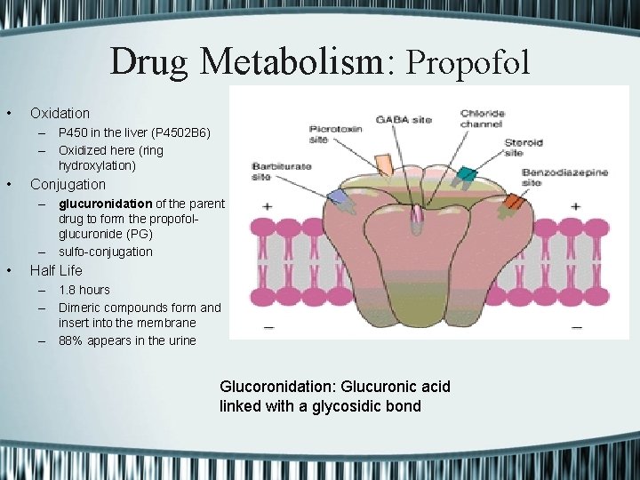 Drug Metabolism: Propofol • Oxidation – P 450 in the liver (P 4502 B