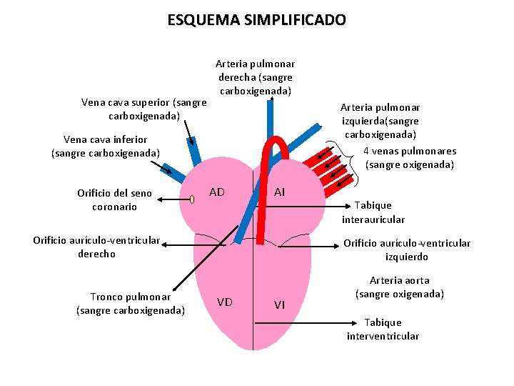 ESQUEMA SIMPLIFICADO Vena cava superior (sangre carboxigenada) Arteria pulmonar derecha (sangre carboxigenada) Arteria pulmonar