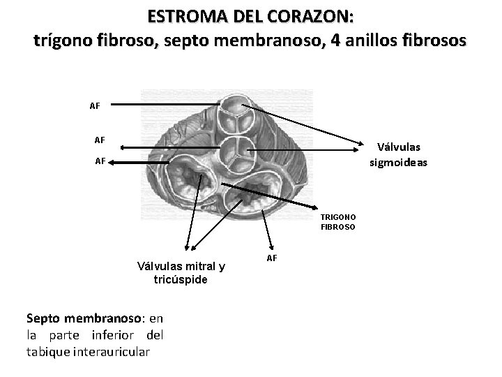 ESTROMA DEL CORAZON: trígono fibroso, septo membranoso, 4 anillos fibrosos AF AF Válvulas sigmoideas