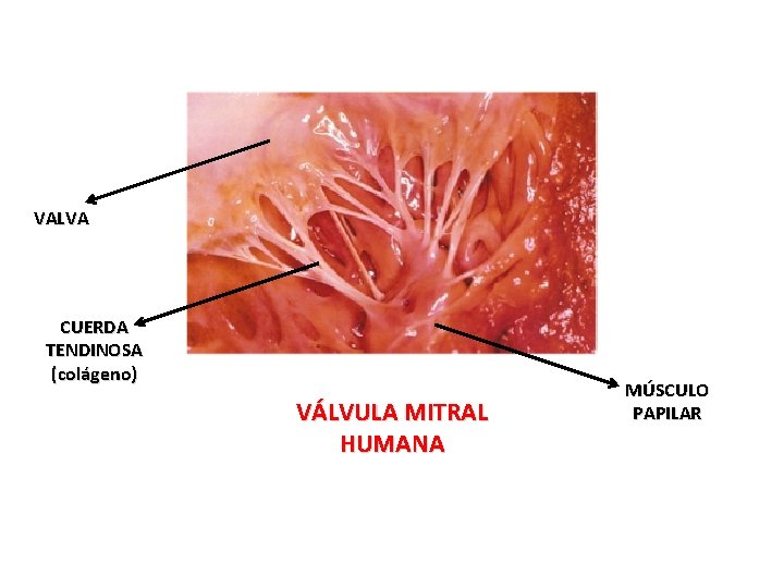 VALVA CUERDA TENDINOSA (colágeno) VÁLVULA MITRAL HUMANA MÚSCULO PAPILAR 