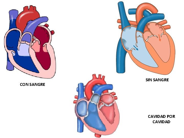 CON SANGRE SIN SANGRE CAVIDAD POR CAVIDAD 