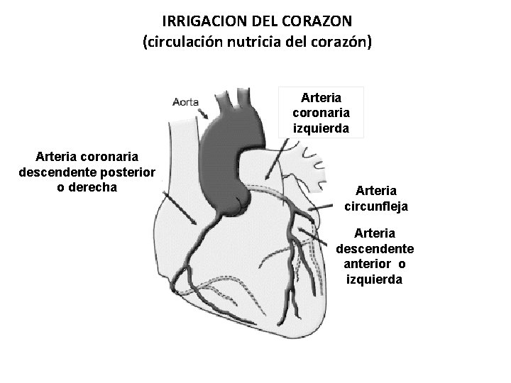 IRRIGACION DEL CORAZON (circulación nutricia del corazón) Arteria coronaria izquierda Arteria coronaria descendente posterior