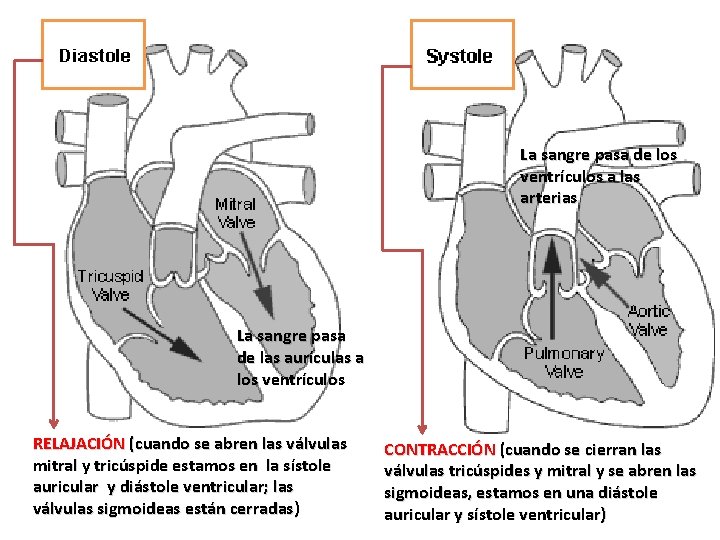 La sangre pasa de los ventrículos a las arterias La sangre pasa de las