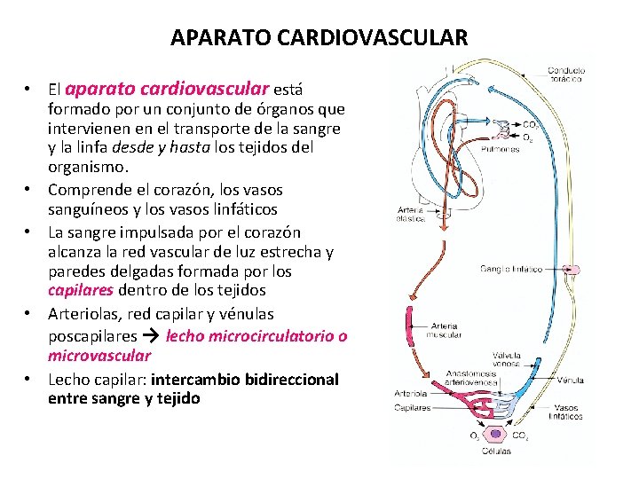 APARATO CARDIOVASCULAR • El aparato cardiovascular está formado por un conjunto de órganos que