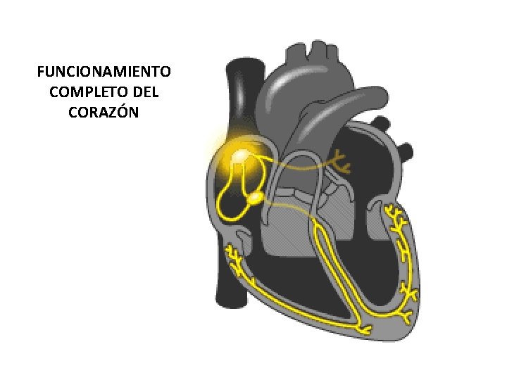 FUNCIONAMIENTO COMPLETO DEL CORAZÓN 