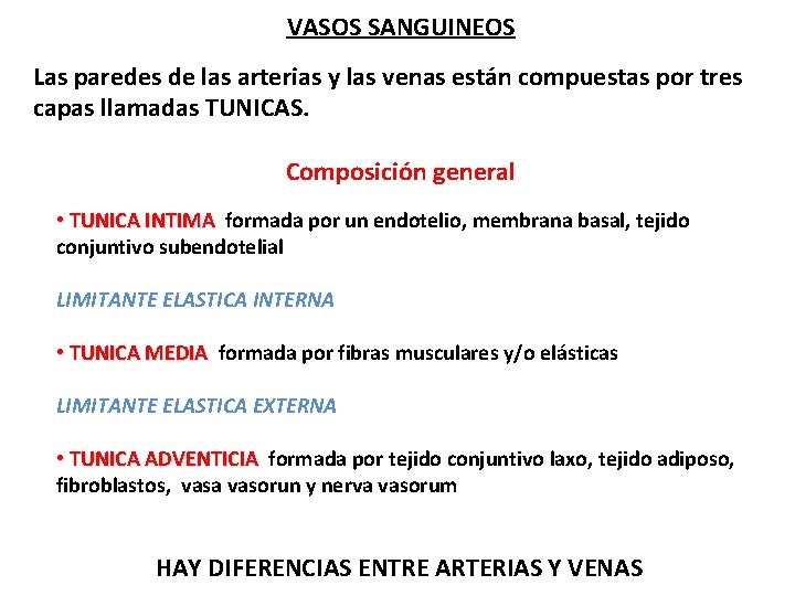 VASOS SANGUINEOS Las paredes de las arterias y las venas están compuestas por tres