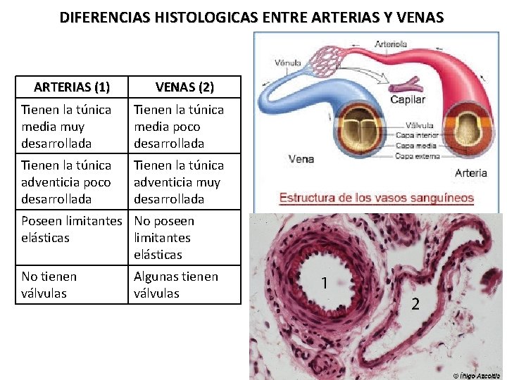 DIFERENCIAS HISTOLOGICAS ENTRE ARTERIAS Y VENAS ARTERIAS (1) VENAS (2) Tienen la túnica media