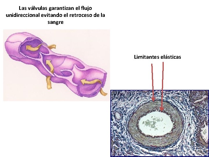 Las válvulas garantizan el flujo unidireccional evitando el retroceso de la sangre Limitantes elásticas