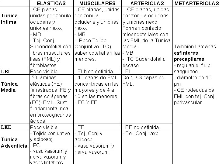 Túnica Intima LEI Túnica Media LEE ELASTICAS - CE planas, unidas por zónula ocludens
