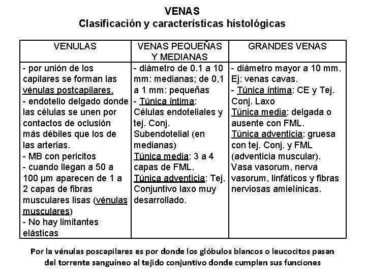 VENAS Clasificación y características histológicas VENULAS VENAS PEQUEÑAS Y MEDIANAS - por unión de