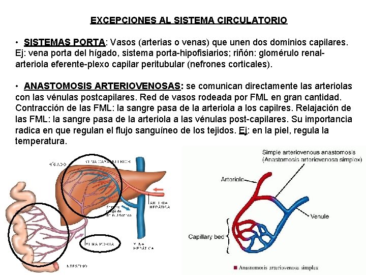 EXCEPCIONES AL SISTEMA CIRCULATORIO • SISTEMAS PORTA: Vasos (arterias o venas) que unen dos