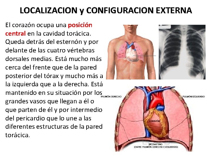 LOCALIZACION y CONFIGURACION EXTERNA El corazón ocupa una posición central en la cavidad torácica.