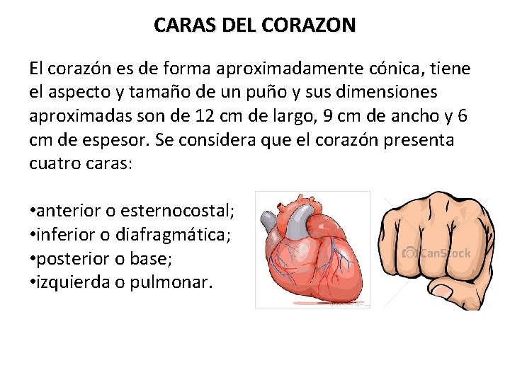 CARAS DEL CORAZON El corazón es de forma aproximadamente cónica, tiene el aspecto y