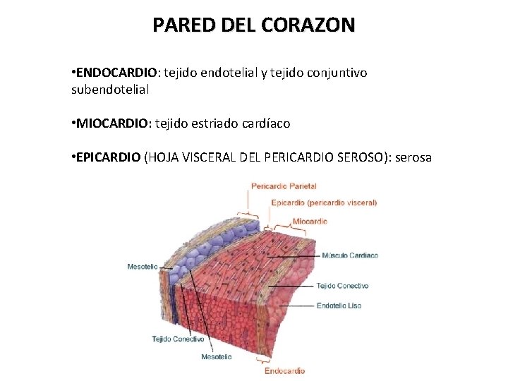 PARED DEL CORAZON • ENDOCARDIO: tejido endotelial y tejido conjuntivo subendotelial • MIOCARDIO: tejido