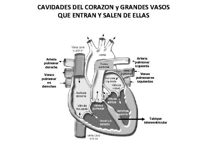 CAVIDADES DEL CORAZON y GRANDES VASOS QUE ENTRAN Y SALEN DE ELLAS Arteria pulmonar