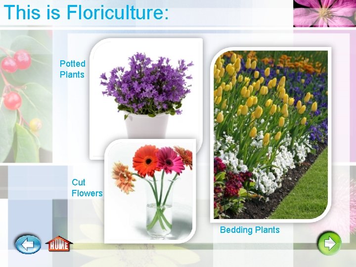 This is Floriculture: Potted Plants Cut Flowers Bedding Plants 