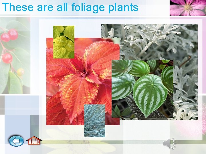 These are all foliage plants 