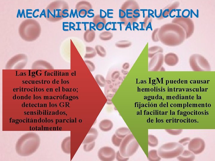 MECANISMOS DE DESTRUCCION ERITROCITARIA Las Ig. G facilitan el secuestro de los eritrocitos en