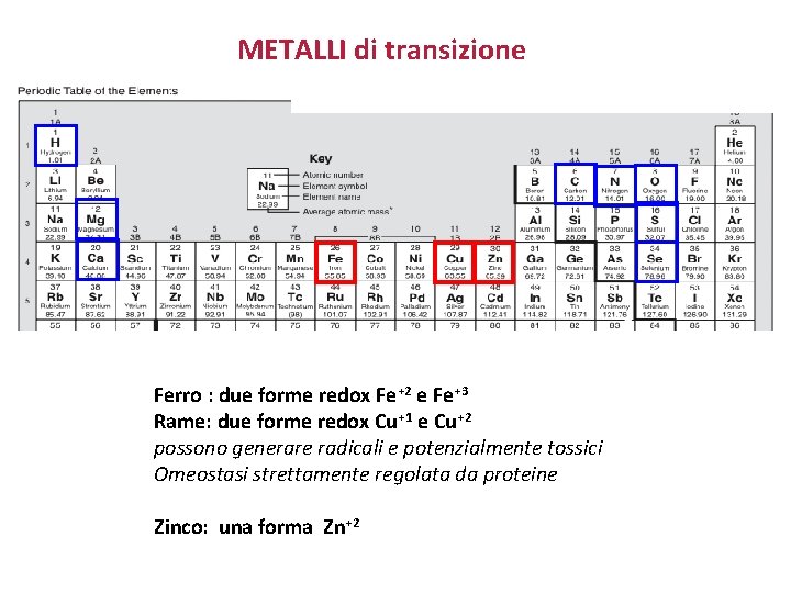 METALLI di transizione Ferro : due forme redox Fe+2 e Fe+3 Rame: due forme
