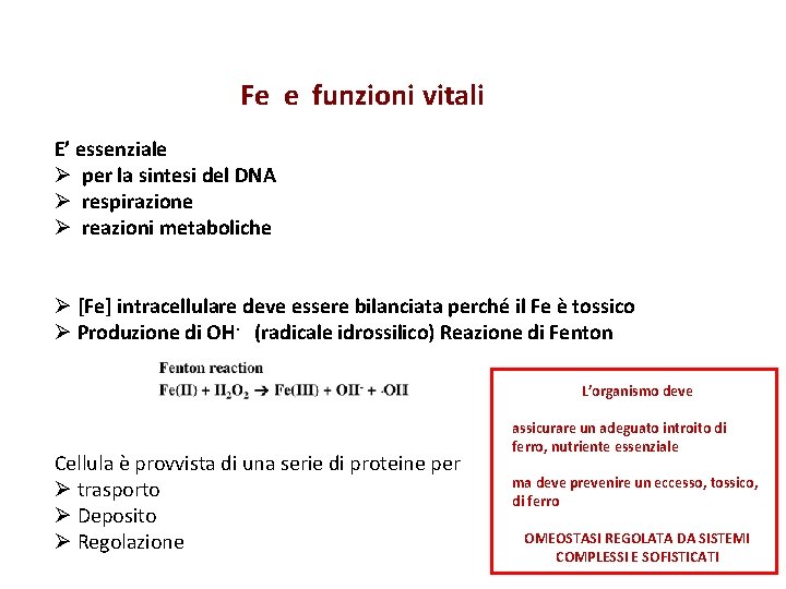 Fe e funzioni vitali E’ essenziale Ø per la sintesi del DNA Ø respirazione