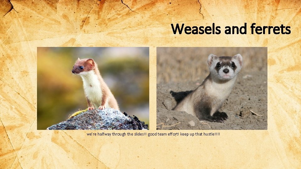 Weasels and ferrets we’re halfway through the slides!! good team effort! keep up that