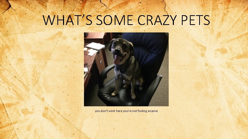 WHAT’S SOME CRAZY PETS you don’t work here you’re not fooling anyone 