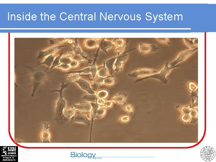 Inside the Central Nervous System Neural tissue consists of both neurons and glial cells
