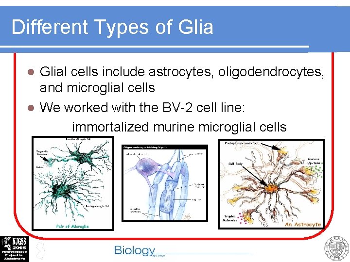 Different Types of Glial cells include astrocytes, oligodendrocytes, and microglial cells l We worked