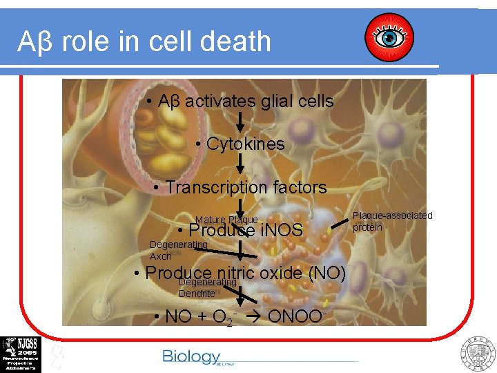 Aβ role in cell death • Aβ activates glial cells • Cytokines • Transcription
