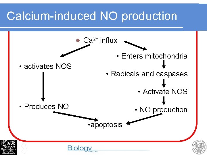 Calcium-induced NO production l Ca 2+ influx • Enters mitochondria • activates NOS •
