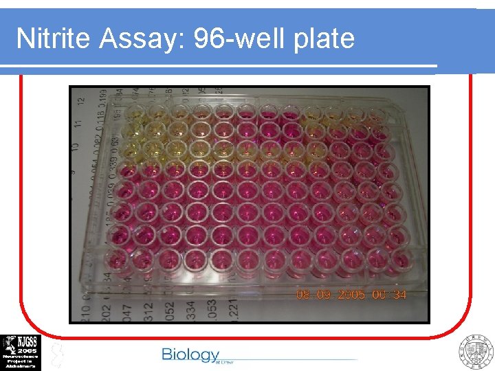 Nitrite Assay: 96 -well plate 