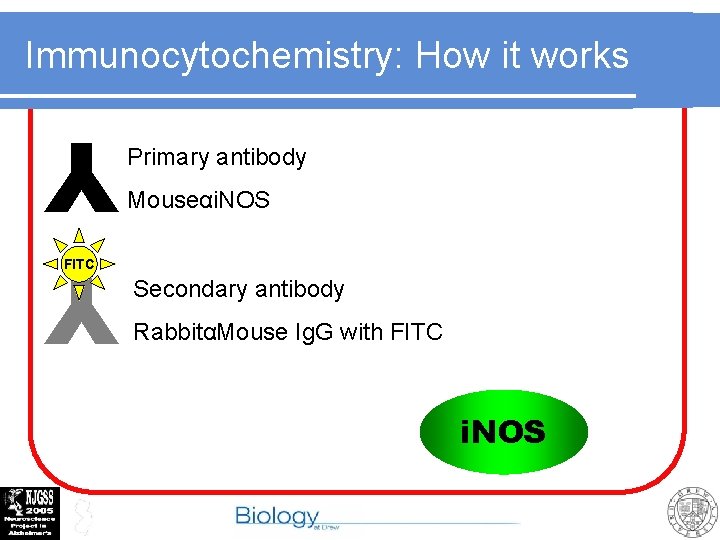 Immunocytochemistry: How it works Primary antibody Mouseαi. NOS Y Y FITC Secondary antibody RabbitαMouse