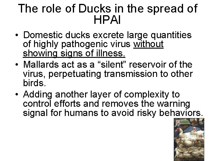 The role of Ducks in the spread of HPAI • Domestic ducks excrete large