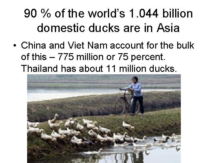 90 % of the world’s 1. 044 billion domestic ducks are in Asia •