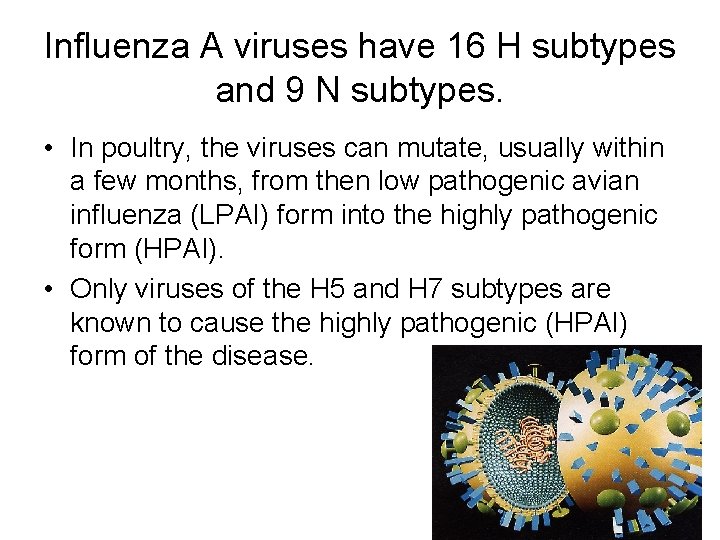 Influenza A viruses have 16 H subtypes and 9 N subtypes. • In poultry,