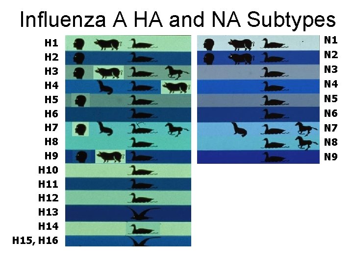 Influenza A HA and NA Subtypes H 1 H 2 H 3 H 4