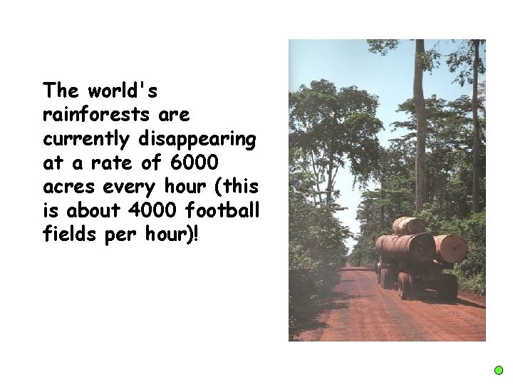 The world's rainforests are currently disappearing at a rate of 6000 acres every hour